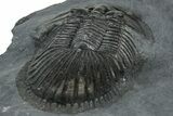 Detailed Thysanopeltis Trilobite - Top Quality Specimen #300549-4